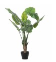 Colocasia 100cm Groen
